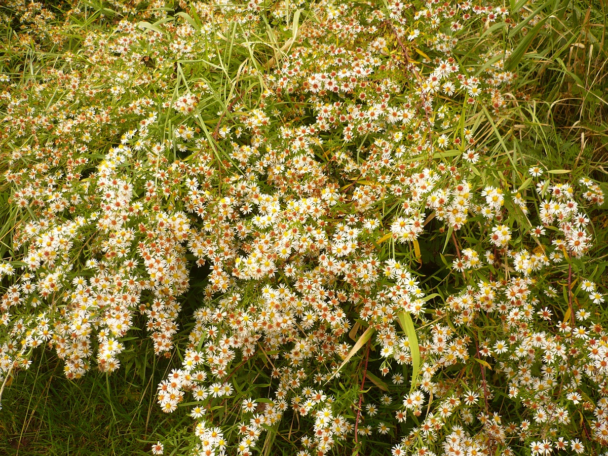 Symphyotrichum lanceolatum (Asteraceae)